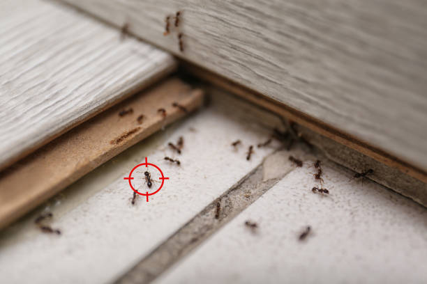Best Wildlife Control Services  in Randallstown, MD