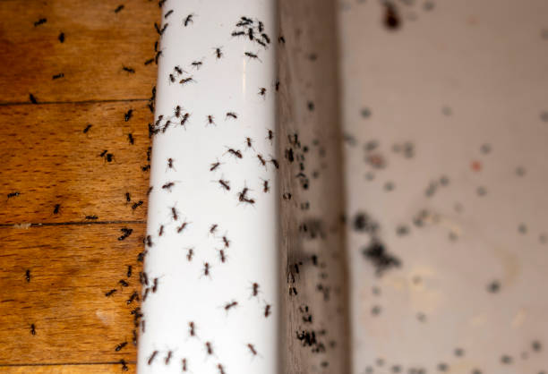 Best Spider Control Near Me  in Randallstown, MD