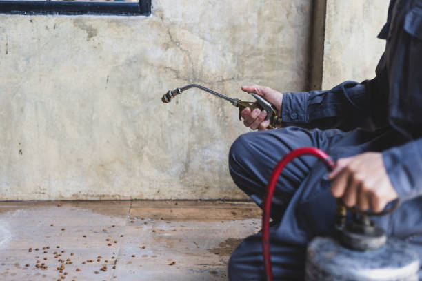 Best Termite Control Services  in Randallstown, MD